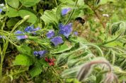 Hummel fliegt zu blauer Blüte