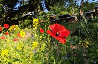 Rote Mohnblume in einem blühenden Garten