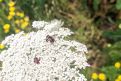 Insekt auf weißer Blüte